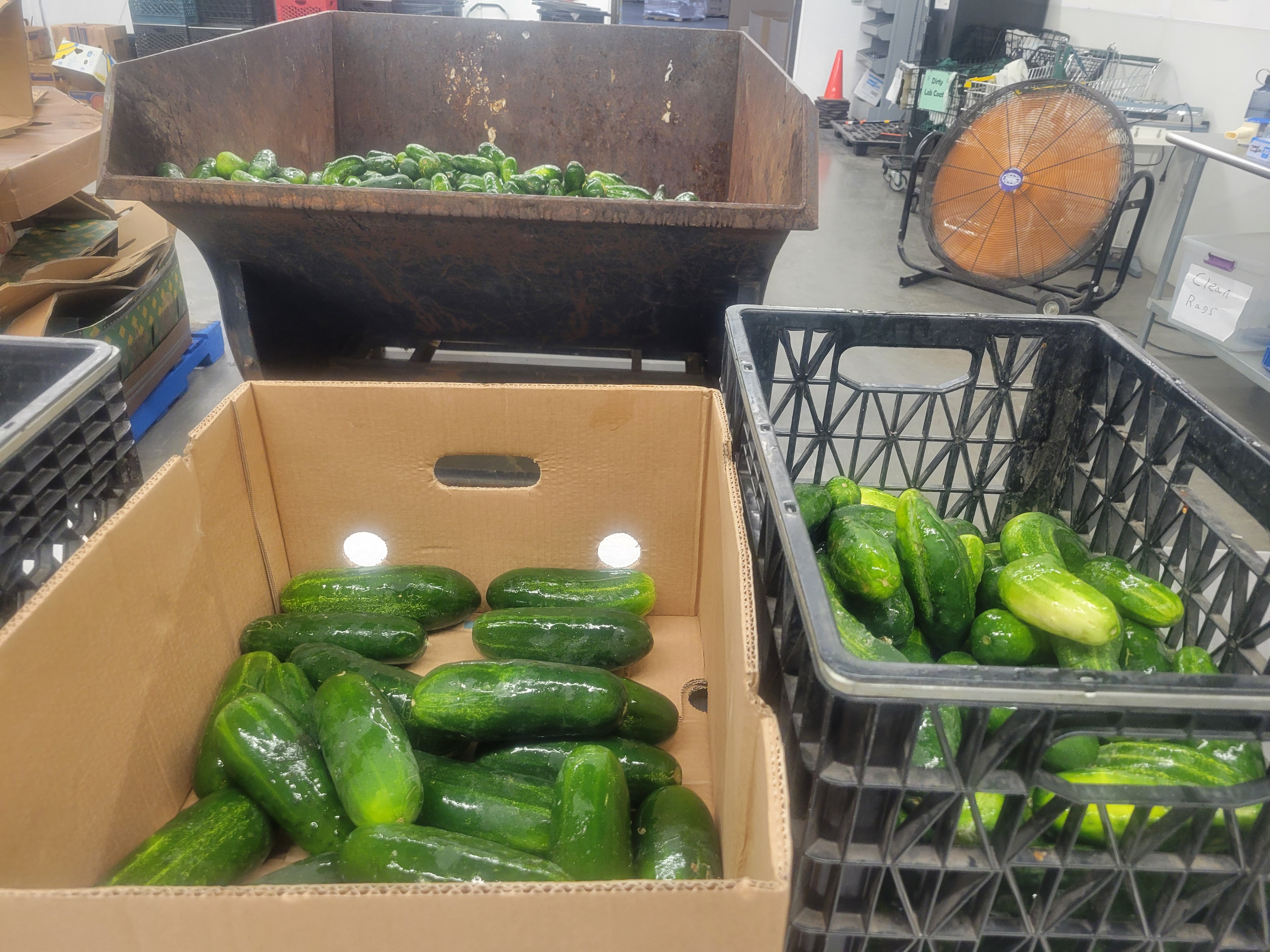 Banana box and crate full of cucumbers on a table with a dumpster filled with bad cucumbers in front of it.